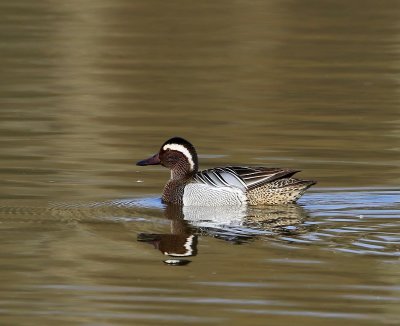 Zomertaling - Garganey