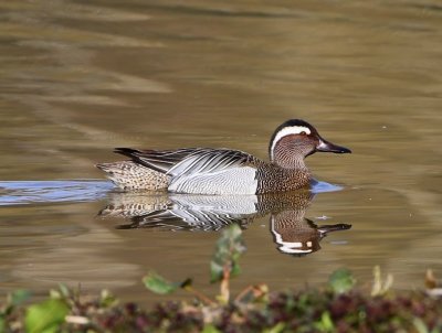 Zomertaling - Garganey