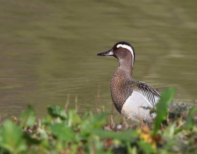 Zomertaling - Garganey