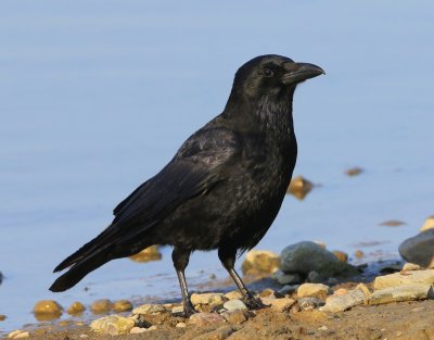 Zwarte Kraai - Carrion Crow