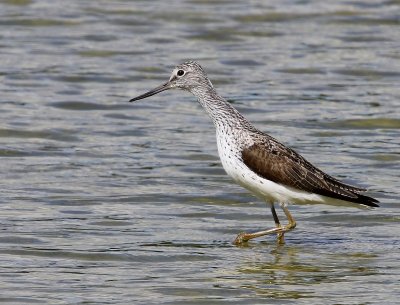 Groenpootruiter - Common Greenshank