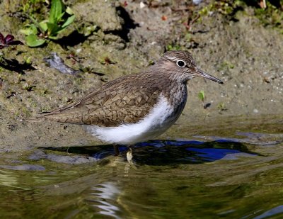Oeverloper - Common Sandpiper