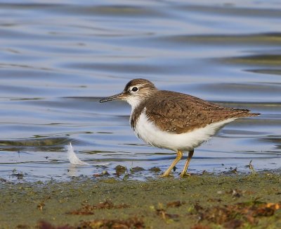 Oeverloper - Common Sandpiper