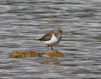 Oeverloper - Common Sandpiper