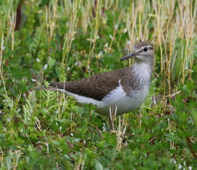 Oeverloper - Common Sandpiper