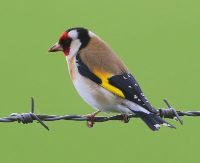 Putter - European Goldfinch