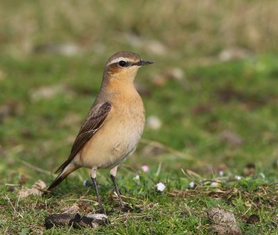Tapuit - Northern Wheatear