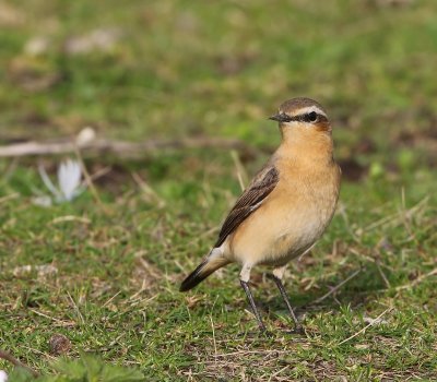 Tapuit - Northern Wheatear