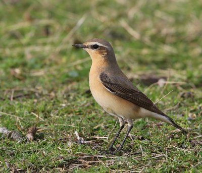 Tapuit - Northern Wheatear