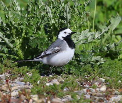 Witte Kwikstaart - White Wagtail