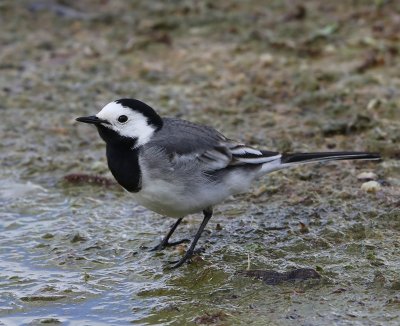 Witte Kwikstaart - White Wagtail