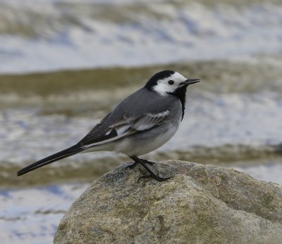 Witte Kwikstaart - White Wagtail