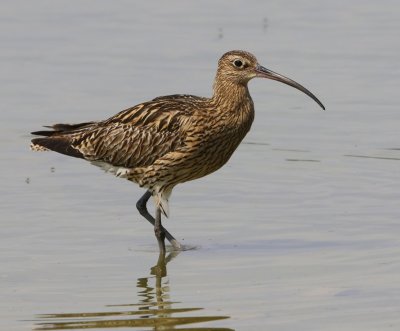 Wulp - Eurasian Curlew