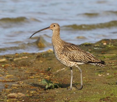 Wulp - Eurasian Curlew