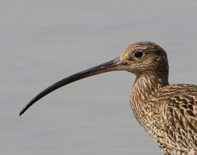 Wulp - Eurasian Curlew