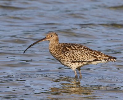 Wulp - Eurasian Curlew