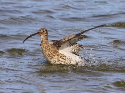 Wulp - Eurasian Curlew