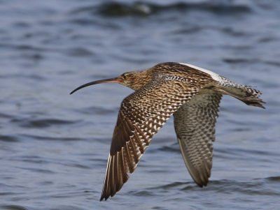 Wulp - Eurasian Curlew