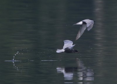 Zwarte Sterns - Black Terns