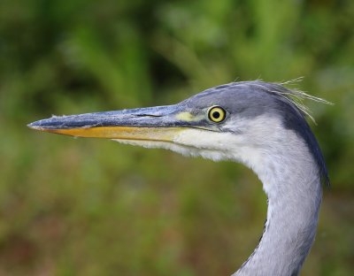 Blauwe Reiger - Grey Heron