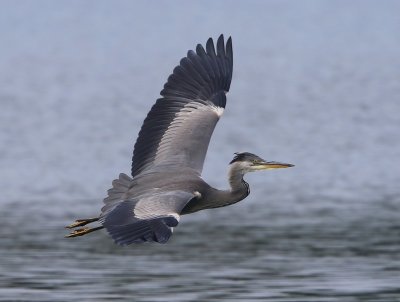 Blauwe Reiger - Grey Heron