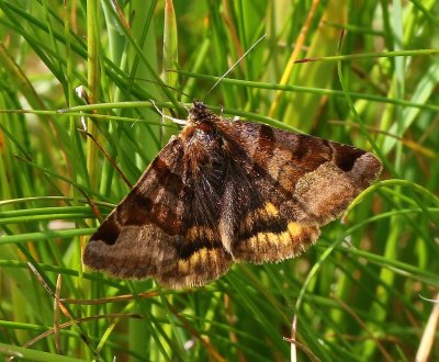 Bruine Daguil - Brunet Companion Moth