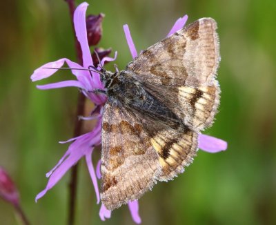 Bruine Daguil - Brunet Companion Moth
