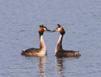 Futen - Great Crested Grebes