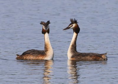 Futen - Great Crested Grebes