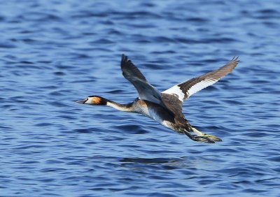 Fuut - Great Crested Grebe