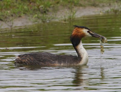 Fuut - Great Crested Grebe