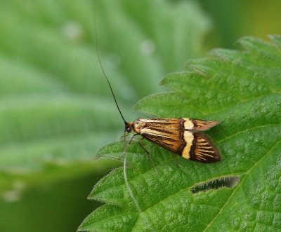 Geelbandlangsprietmot - Longhorn Moth