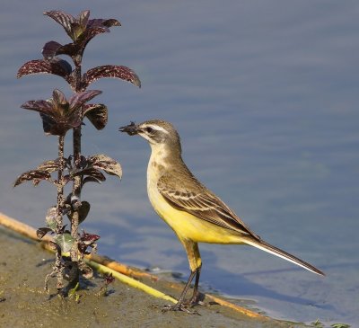 Gele Kwikstaart - Blue-headed Wagtail