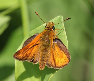 Groot Dikkopje - Large Skipper
