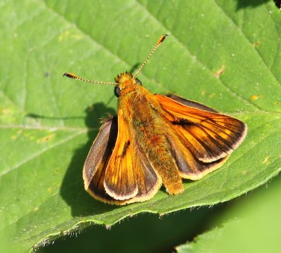 Groot Dikkopje - Large Skipper