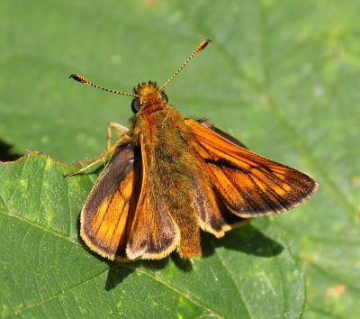 Groot Dikkopje - Large Skipper