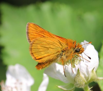 Groot Dikkopje - Large Skipper