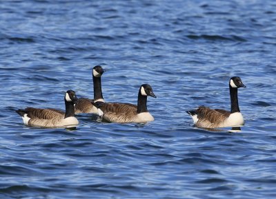 Grote Canadese Ganzen - Greater Canada Geese