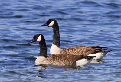 Grote Canadese Ganzen - Greater Canada Geese