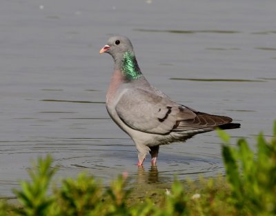 Holenduif - Stock Dove