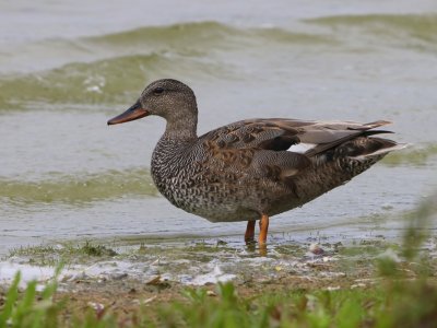 Krakeend - Gadwall