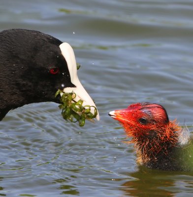 Meerkoeten - Eurasian Coots