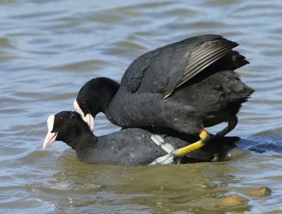 Meerkoeten - Eurasian Coots