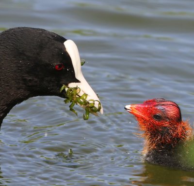 Meerkoeten - Eurasian Coots