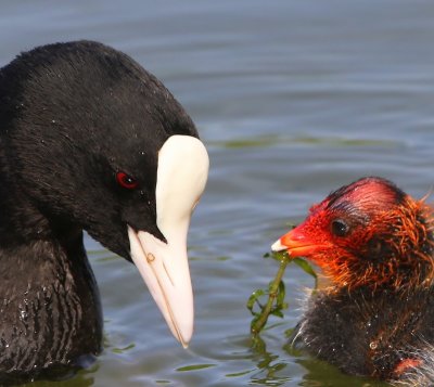 Meerkoeten - Eurasian Coots