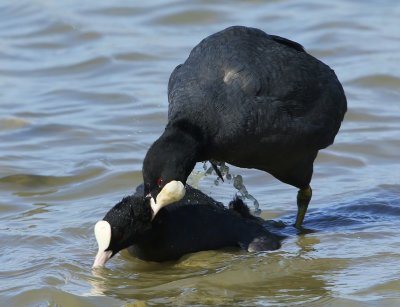 Meerkoeten - Eurasian Coots