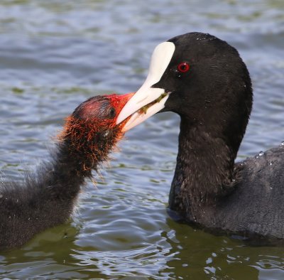 Meerkoeten - Eurasian Coots