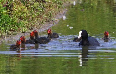Meerkoeten - Eurasian Coots