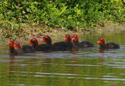 Meerkoeten - Eurasian Coots