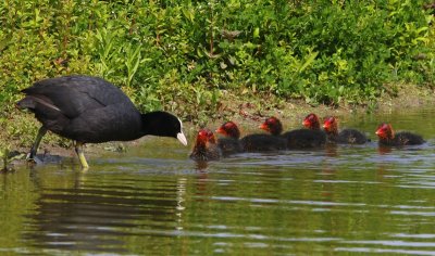 Meerkoeten - Eurasian Coots